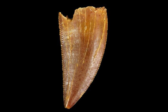 Serrated, Raptor Tooth - Real Dinosaur Tooth #124277